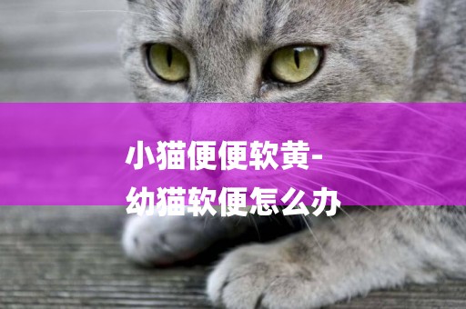 小貓便便軟黃-
幼貓軟便怎么辦