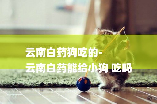 云南白藥狗吃的-
云南白藥能給小狗 吃嗎