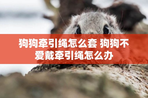 狗狗牽引繩怎么套 狗狗不愛戴牽引繩怎么辦