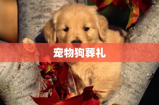 寵物狗葬禮