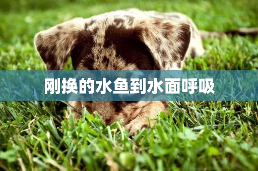 剛換的水魚到水面呼吸