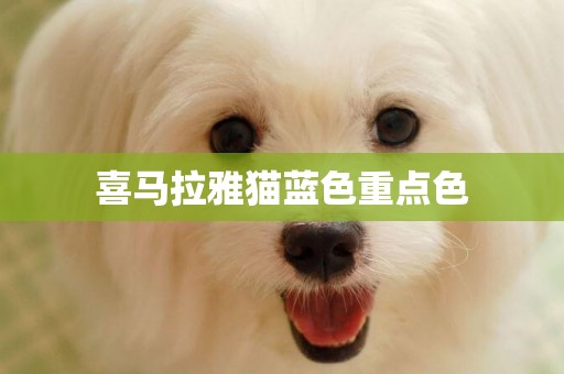 喜馬拉雅貓藍色重點色
