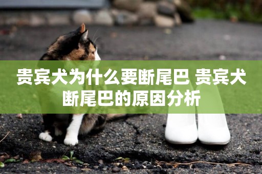貴賓犬為什么要斷尾巴 貴賓犬斷尾巴的原因分析