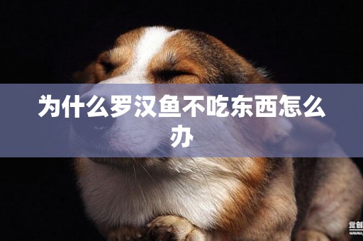 為什么羅漢魚不吃東西怎么辦