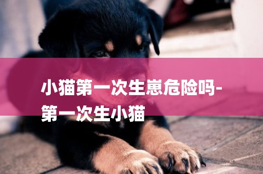 小貓第一次生崽危險嗎-
第一次生小貓