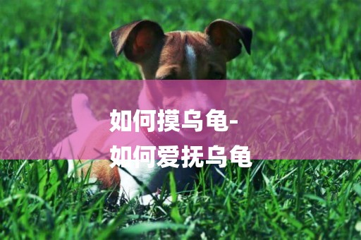 如何摸烏龜-
如何愛撫烏龜