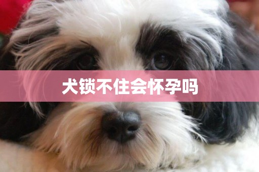 犬鎖不住會懷孕嗎