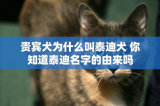 貴賓犬為什么叫泰迪犬 你知道泰迪名字的由來嗎 貴賓犬為什么叫泰迪犬 你知道泰迪名字的由來嗎