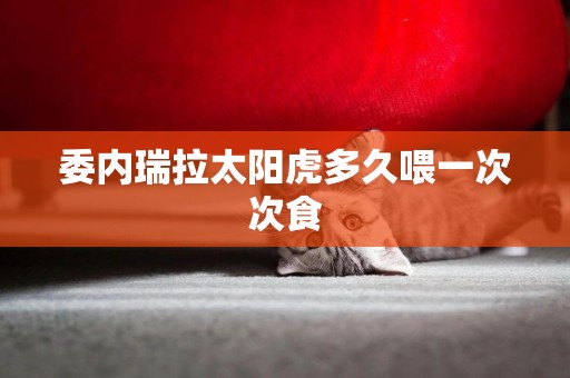 委內瑞拉太陽虎多久喂一次次食