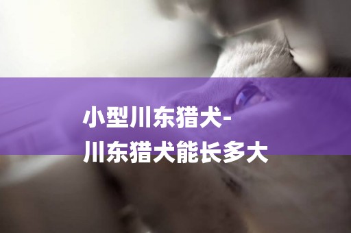 小型川東獵犬-
川東獵犬能長多大