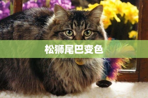 松獅尾巴變色