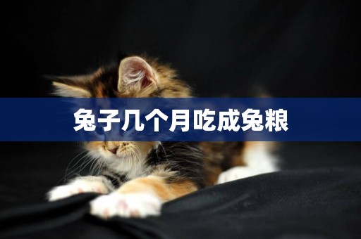 兔子幾個月吃成兔糧