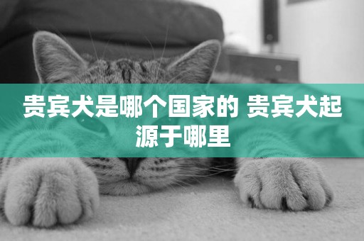 貴賓犬是哪個國家的 貴賓犬起源于哪里