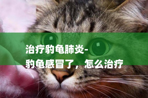 治療豹龜肺炎-
豹龜感冒了，怎么治療