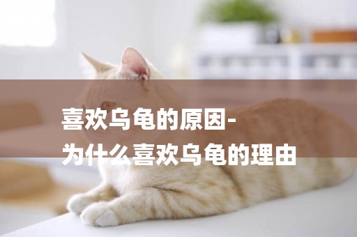 喜歡烏龜的原因-
為什么喜歡烏龜的理由