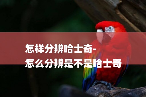 怎樣分辨哈士奇-
怎么分辨是不是哈士奇