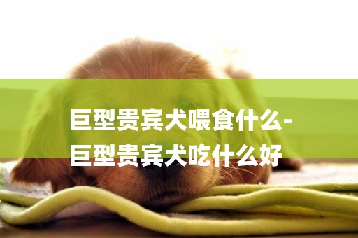 巨型貴賓犬喂食什么-
巨型貴賓犬吃什么好