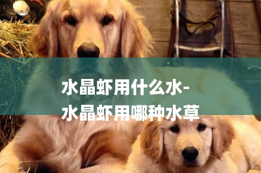 水晶蝦用什么水-
水晶蝦用哪種水草