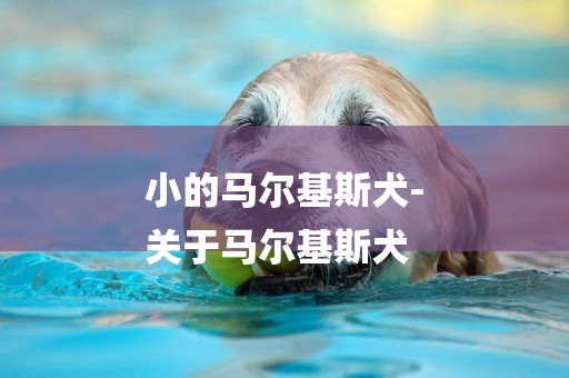 小的馬爾基斯犬-
關于馬爾基斯犬