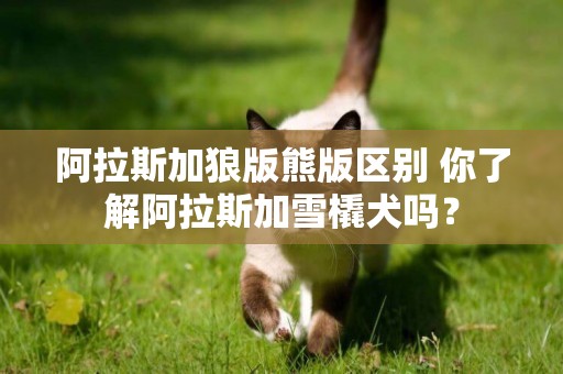 阿拉斯加狼版熊版區別 你了解阿拉斯加雪橇犬嗎？