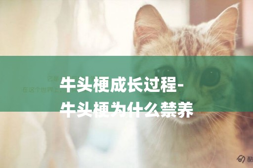 牛頭梗成長過程-
牛頭梗為什么禁養
