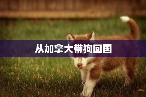 從加拿大帶狗回國