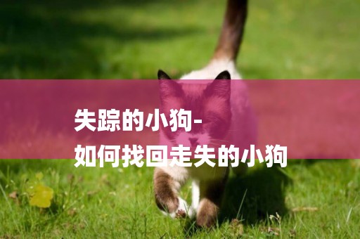 失蹤的小狗-
如何找回走失的小狗