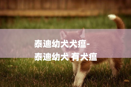 泰迪幼犬犬瘟-
泰迪幼犬 有犬瘟