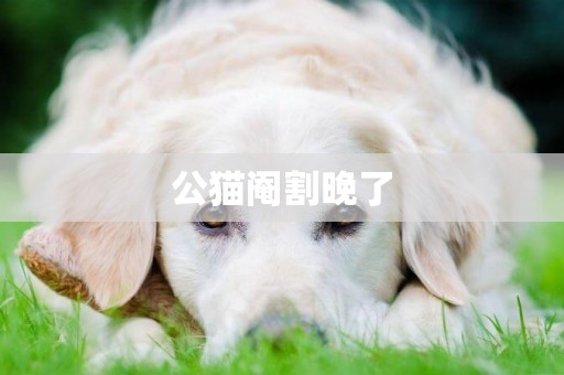 公貓閹割晚了