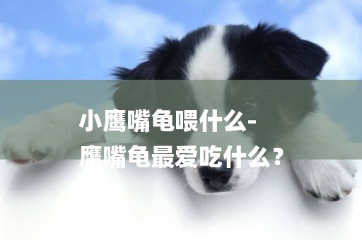 小鷹嘴龜喂什么-
鷹嘴龜最愛吃什么？