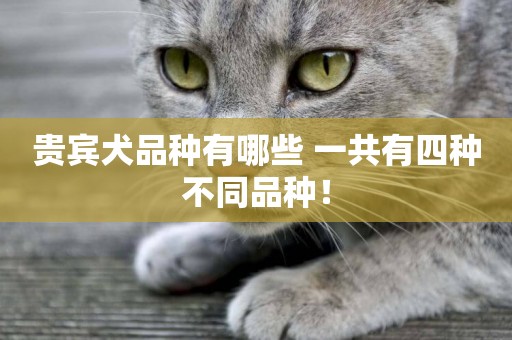 貴賓犬品種有哪些 一共有四種不同品種！