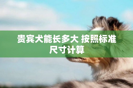 貴賓犬能長多大 按照標準尺寸計算