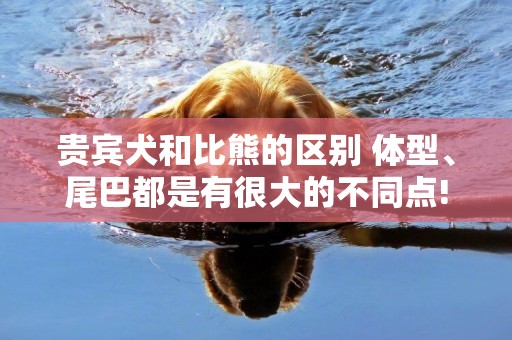 貴賓犬和比熊的區別 體型、尾巴都是有很大的不同點!
