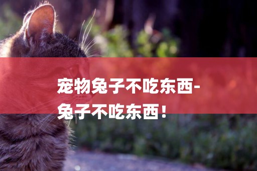 寵物兔子不吃東西-
兔子不吃東西！