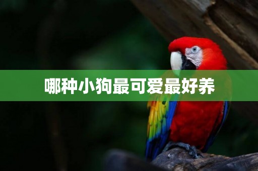 哪種小狗最可愛最好養