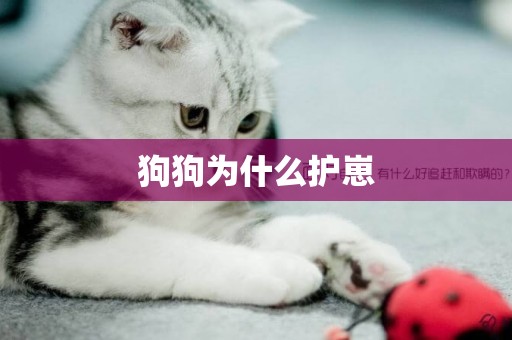 狗狗為什么護崽
