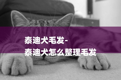 泰迪犬毛發-
泰迪犬怎么整理毛發