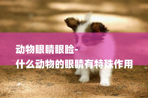 動物眼睛眼瞼-
什么動物的眼睛有特殊作用