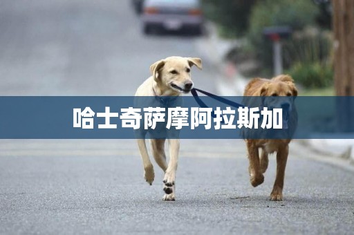 哈士奇薩摩阿拉斯加