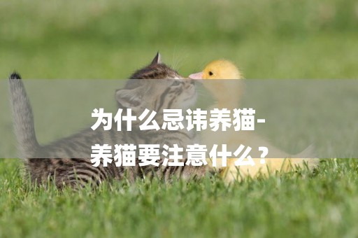 為什么忌諱養貓-
養貓要注意什么？