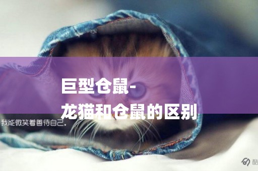 巨型倉鼠-
龍貓和倉鼠的區別