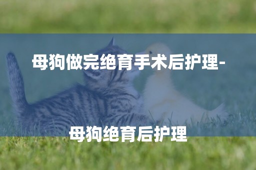 母狗做完絕育手術后護理-
母狗絕育后護理