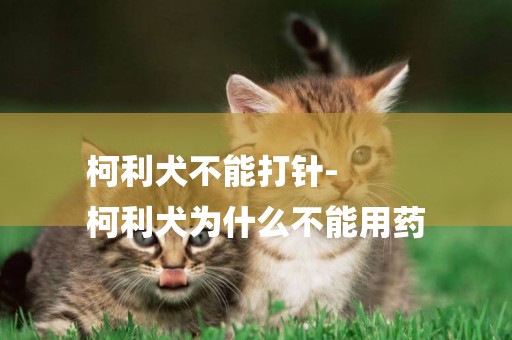 柯利犬不能打針-
柯利犬為什么不能用藥