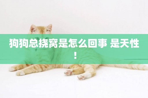 狗狗總撓窩是怎么回事 是天性！