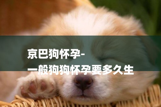 京巴狗懷孕-
一般狗狗懷孕要多久生