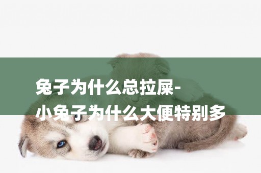 兔子為什么總拉屎-
小兔子為什么大便特別多