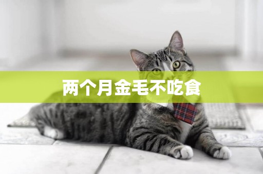 兩個月金毛不吃食