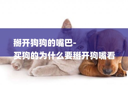 掰開狗狗的嘴巴-
買狗的為什么要掰開狗嘴看