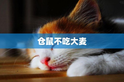 倉鼠不吃大麥