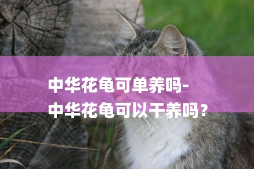中華花龜可單養嗎-
中華花龜可以干養嗎？